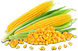 Sweet Corn_1